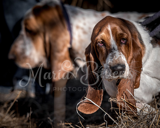 ©MariaBivens2019